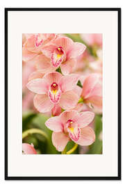 Gerahmter Kunstdruck Orchidee II