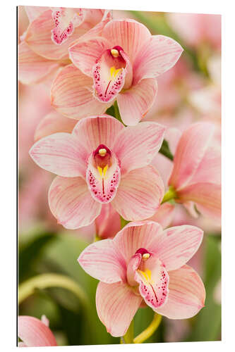 Gallery print Orchid II