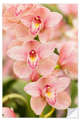 Wandsticker Orchidee II