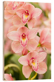 Holzbild  Orchidee II - Mikolaj Gospodarek