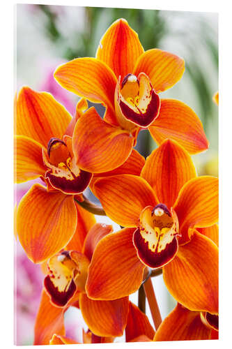 Acrylic print Orchid III