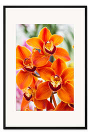 Gerahmter Kunstdruck Orchidee III