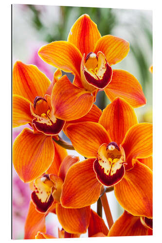 Gallery Print Orchidee III