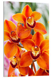 Gallery print Orchid III