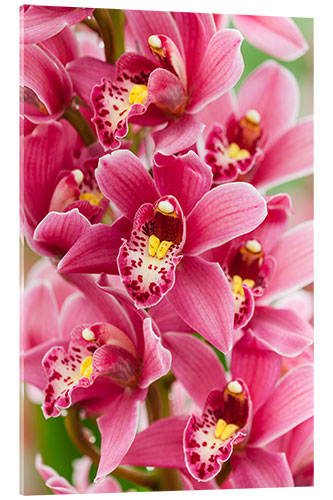 Acrylic print Orchid V