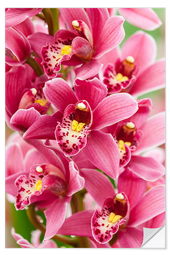 Wandsticker Orchidee V