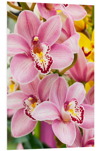 Foam board print Orchid VI