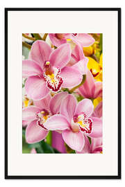 Gerahmter Kunstdruck Orchidee VI