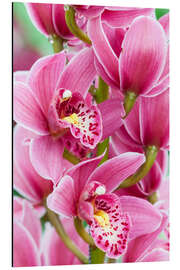 Aluminium print Orchid VII