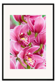 Gerahmter Kunstdruck Orchidee VII