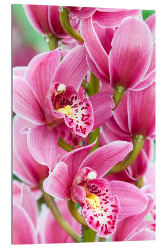 Gallery Print Orchidee VII