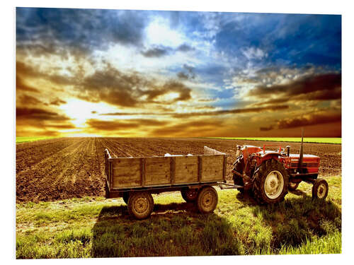 Print på skumplade Tractor in the evening sun