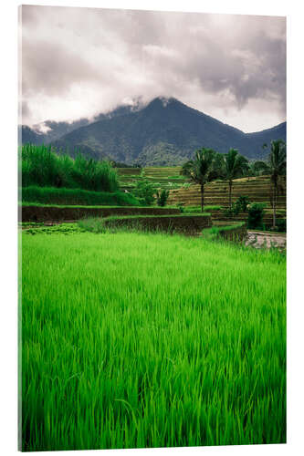 Acrylic print Rice field in Bali