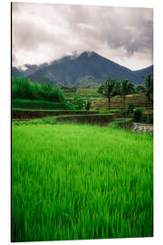 Aluminiumtavla Rice field in Bali