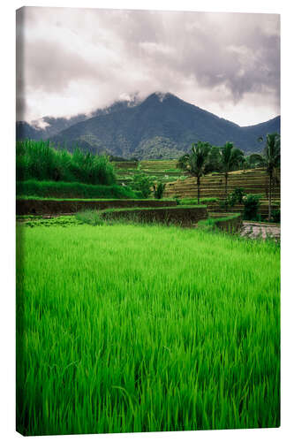 Quadro em tela Campo de arroz em Bali