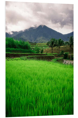 Foam board print Rice field in Bali