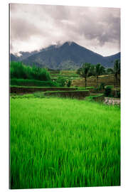 Gallery print Rice field in Bali