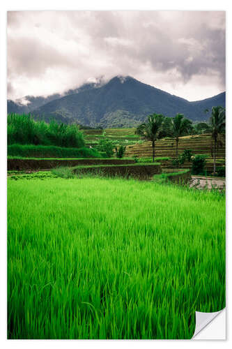 Naklejka na ścianę Rice field in Bali