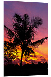 Foam board print Palm tree in the sunset