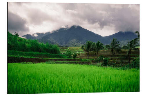 Aluminium print Rice fields in Bali