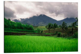 Aluminiumtavla Rice fields in Bali