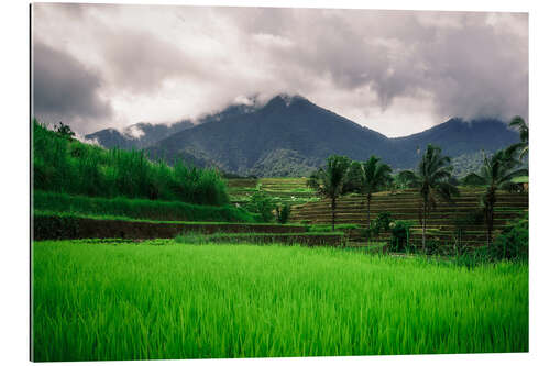 Galleriprint Rice fields in Bali