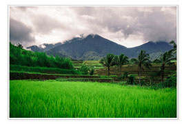Poster Champs de riz à Bali
