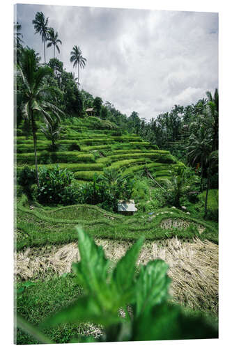 Acrylic print Rice terraces in Bali