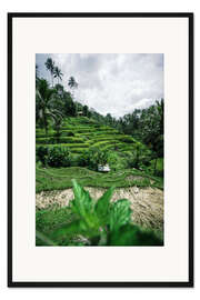 Gerahmter Kunstdruck Reisterrassen auf Bali