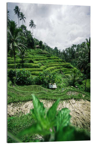 Gallery print Rice terraces in Bali