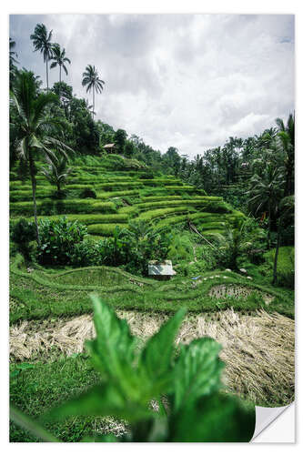 Selvklebende plakat Rice terraces in Bali