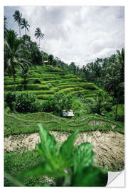 Självhäftande poster Rice terraces in Bali