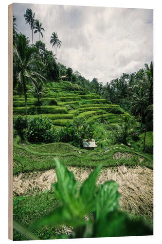 Wood print Rice terraces in Bali