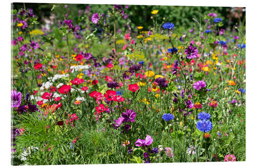 Obraz na szkle akrylowym Wildflowers in the garden