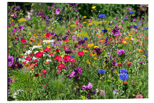 Tableau en aluminium Fleurs sauvages dans le jardin