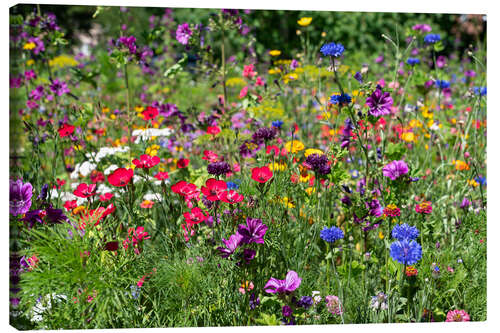 Quadro em tela Flores silvestres no jardim