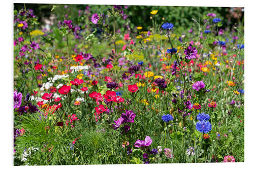 Foam board print Wildflowers in the garden