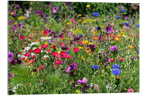 Gallery print Wildflowers in the garden