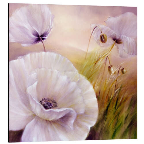 Aluminiumsbilde White poppy flowers on purple