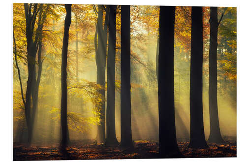 Foam board print Forest in a golden glow