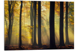 Gallery print Forest in a golden glow