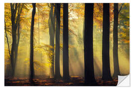 Selvklebende plakat Forest in a golden glow