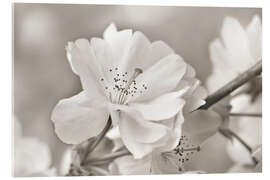 Acrylic print Cherry Blossom, b/w