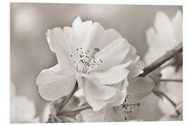 Foam board print Cherry Blossom, b/w