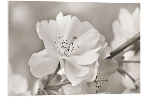 Tableau en plexi-alu Cherry Blossom, b/w