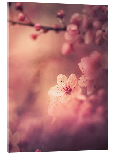 Acrylic print Cherry Blossom