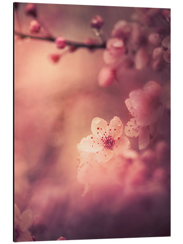 Aluminium print Cherry Blossom