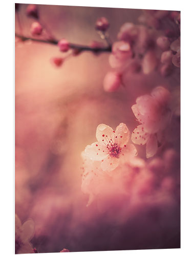 Foam board print Cherry Blossom