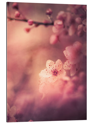 Gallery print Cherry Blossom