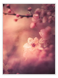 Poster Kirschblüte